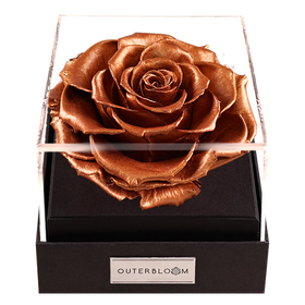 Astoria - Champagne Gold