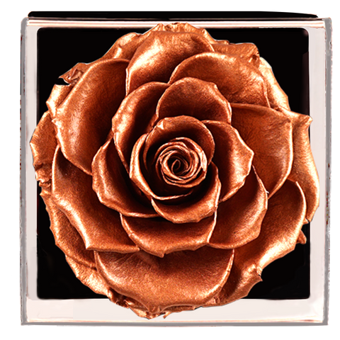 Astoria - Champagne Gold