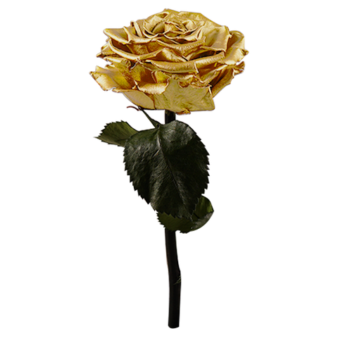 Enchanted Dome - Royal Gold