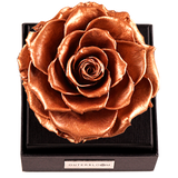 Astoria - Champagne Gold