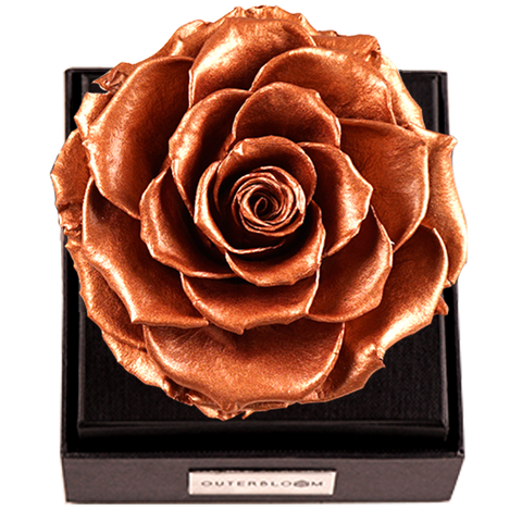 Astoria - Champagne Gold