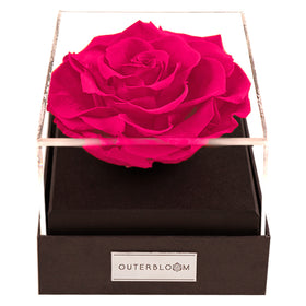 Astoria - Classy Pink