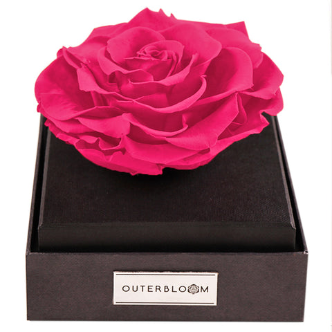 Astoria - Classy Pink