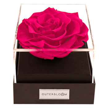 Astoria - Classy Pink