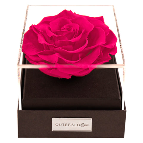 Astoria - Classy Pink