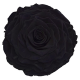 Enchanted Dome - Jet Black with Swarovski