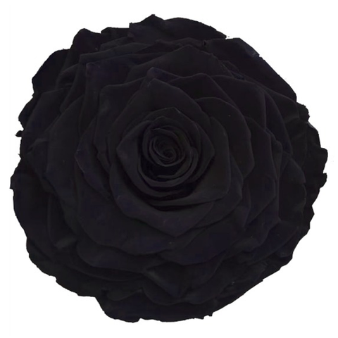 Enchanted Dome - Jet Black with Swarovski