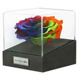 Astoria - Magic Rainbow