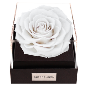 Astoria - Angelic White