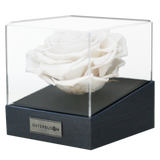 Astoria - Angelic White