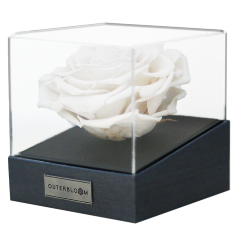 Astoria - Angelic White