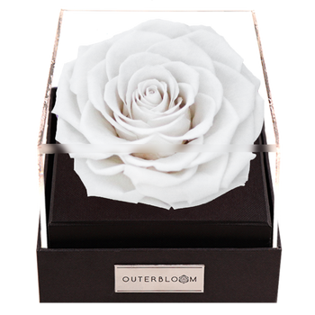 Astoria - Angelic White