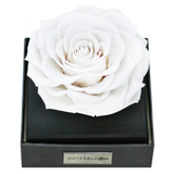 Astoria - Angelic White