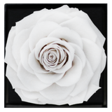 Astoria - Angelic White