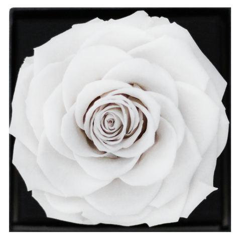 Astoria - Angelic White