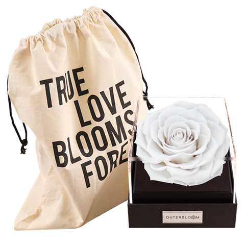 Astoria - Angelic White