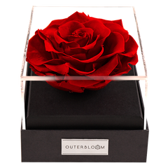 Astoria - Passionate Red