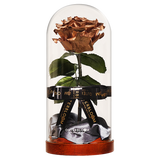 Enchanted Dome - Champagne Gold