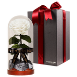 Enchanted Dome - Angelic White