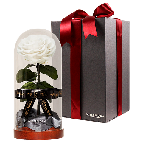 Enchanted Dome - Angelic White