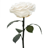 Enchanted Dome - Angelic White