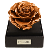 Astoria - Champagne Gold