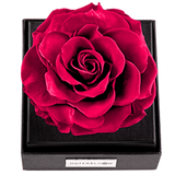 Astoria - Classy Pink