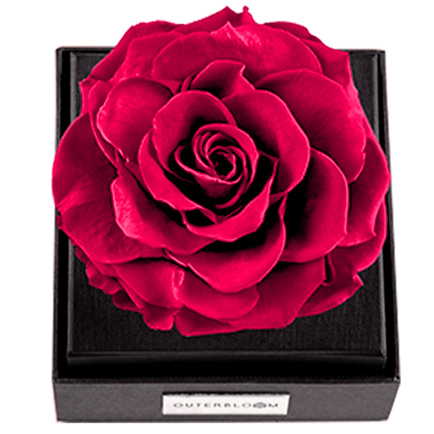 Astoria - Classy Pink