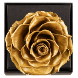 Astoria - Royal Gold