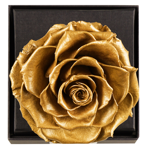 Astoria - Royal Gold