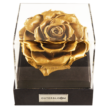 Astoria - Royal Gold