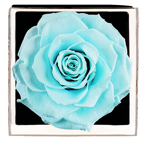 Astoria - Tiffany Blue