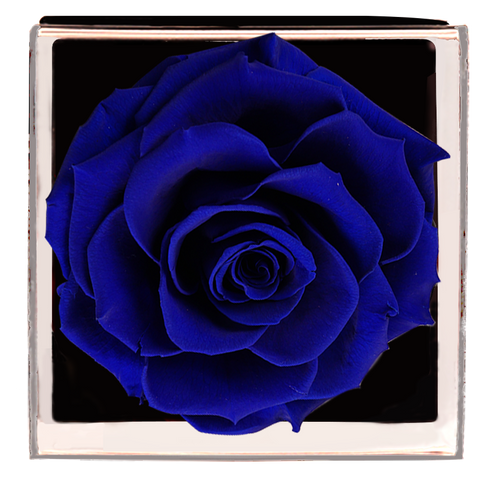 Astoria - Midnight Blue