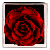 Astoria - Passionate Red