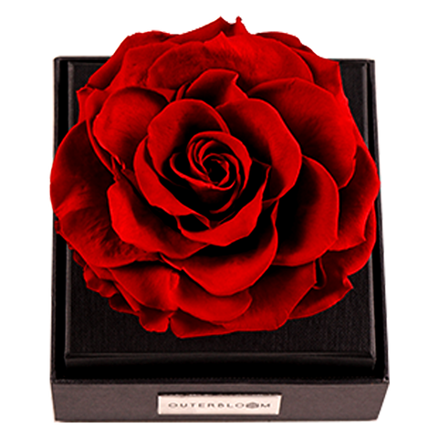 Astoria - Passionate Red