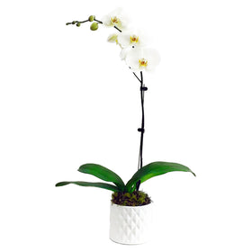 Majestic Single Orchid