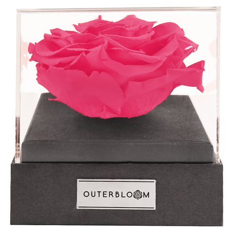 Astoria - Classy Pink