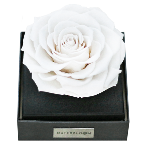 Astoria - Angelic White