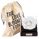 Astoria - Angelic White