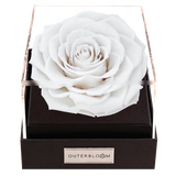 Astoria - Angelic White