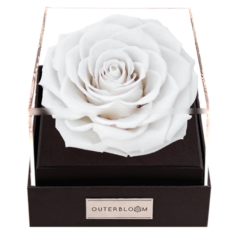 Astoria - Angelic White