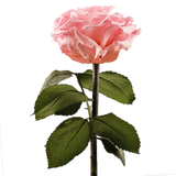 Enchanted Dome - Innocent Pink