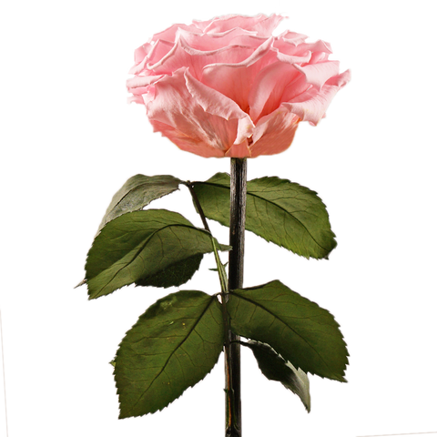 Enchanted Dome - Innocent Pink