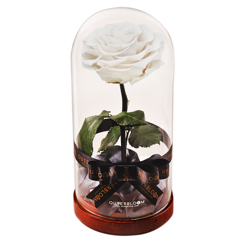 Enchanted Dome - Angelic White