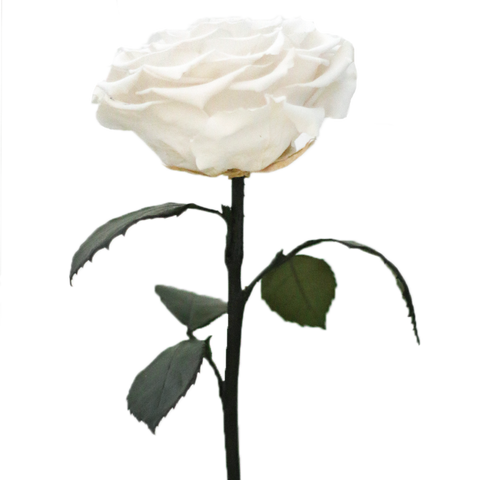 Enchanted Dome - Angelic White