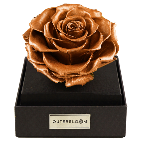 Astoria - Champagne Gold